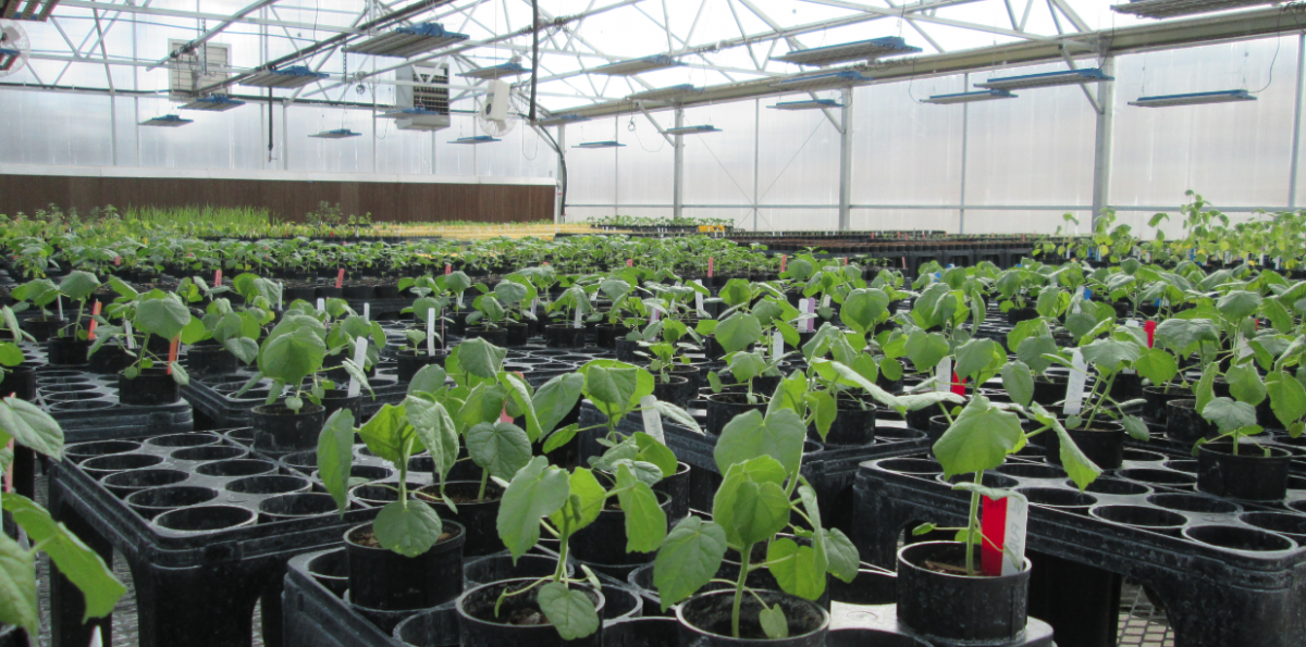 PAT Lab Greenhouse